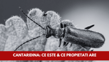 Cantaridina (Spanish Fly): Ce este și ce propietăți are